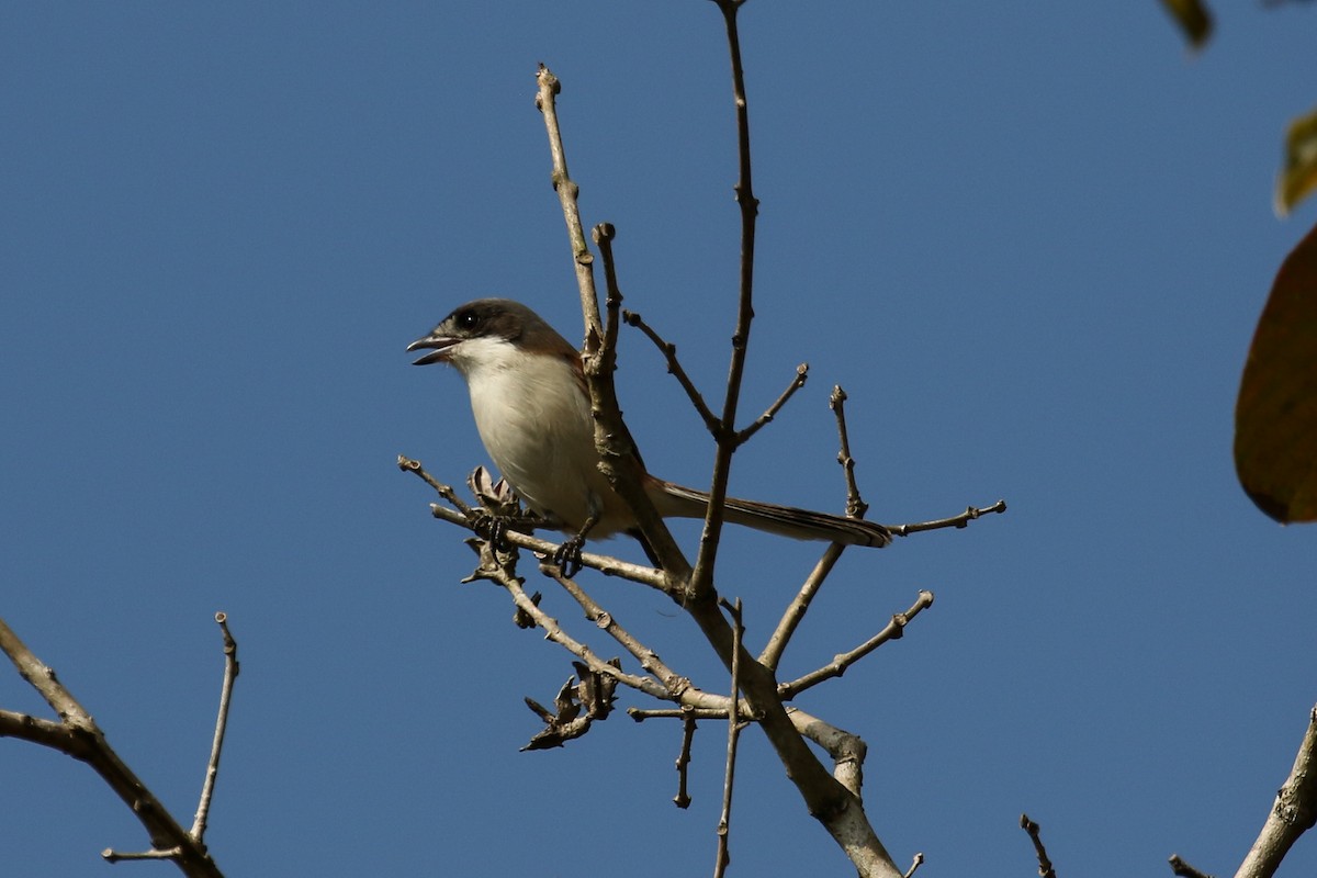 Burmese Shrike - ML140787461