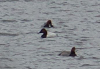 Canvasback - ML140788231