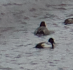 Lesser Scaup - ML140788391
