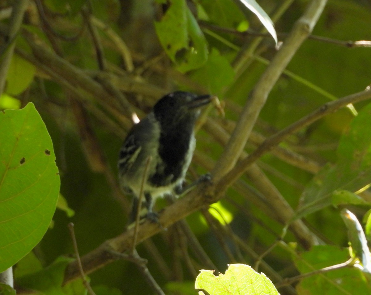 Northern/Southern White-fringed Antwren - ML140788461