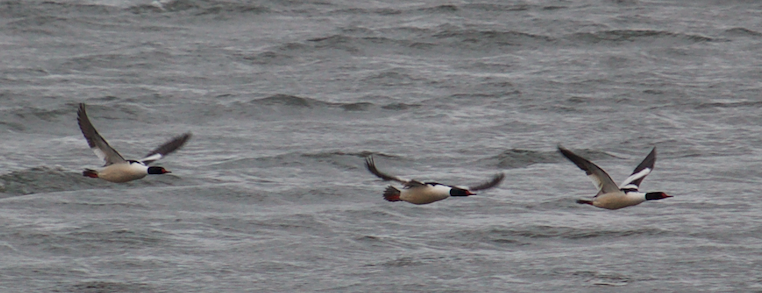 Common Merganser - ML140788641