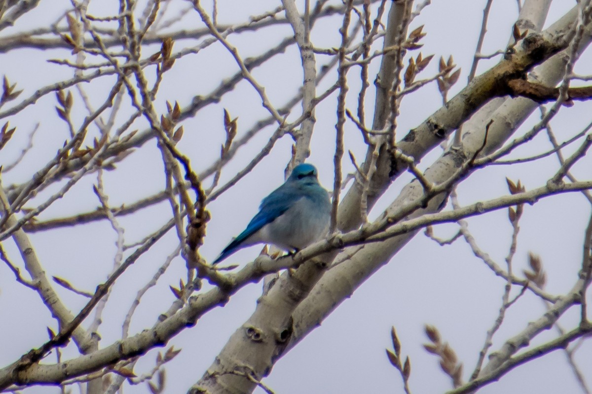 Mountain Bluebird - ML140788871