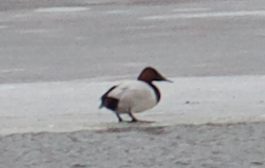 Canvasback - ML140788881