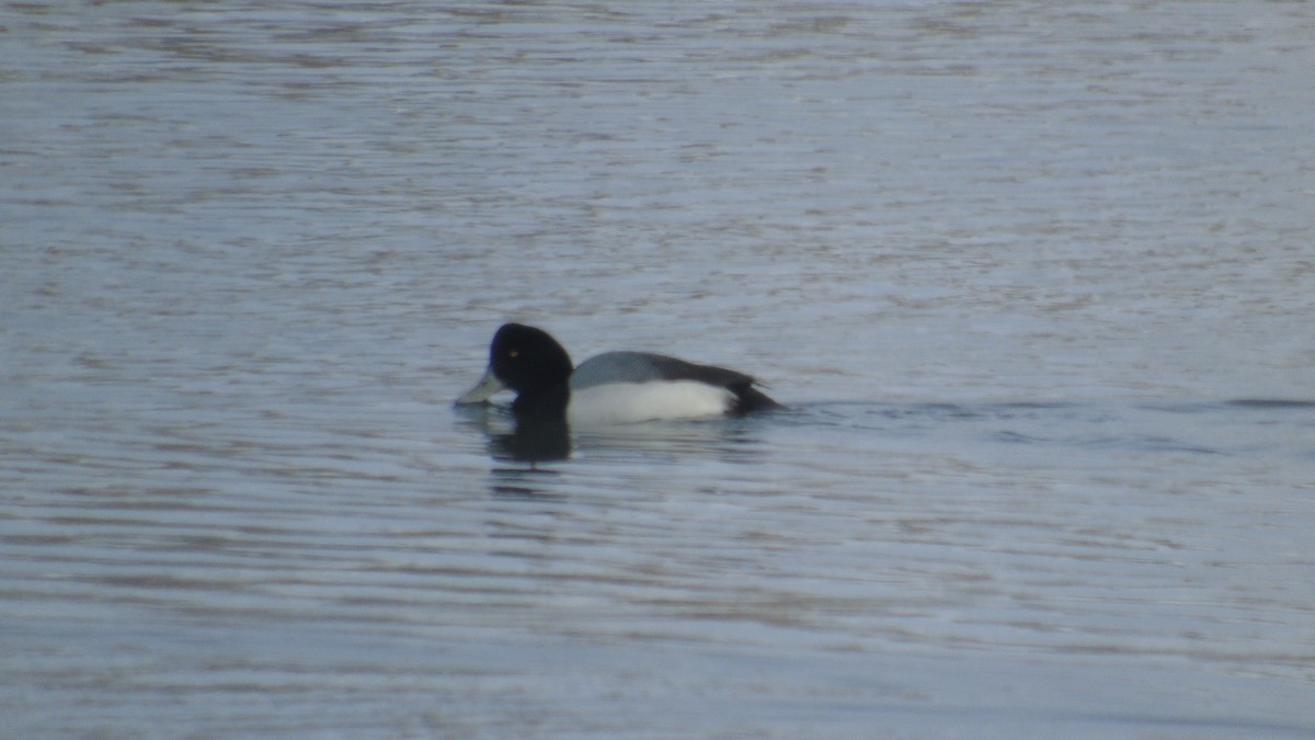 Lesser Scaup - ML140789101