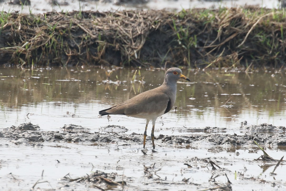 Gray-headed Lapwing - ML140789251