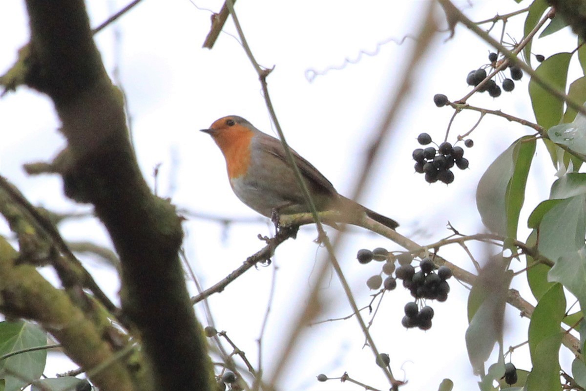 European Robin - ML140789351