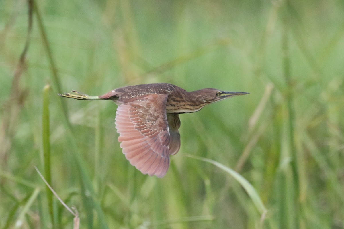 Cinnamon Bittern - ML140789391