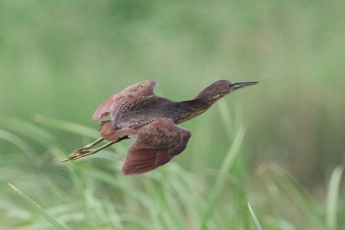 Cinnamon Bittern - ML140789401