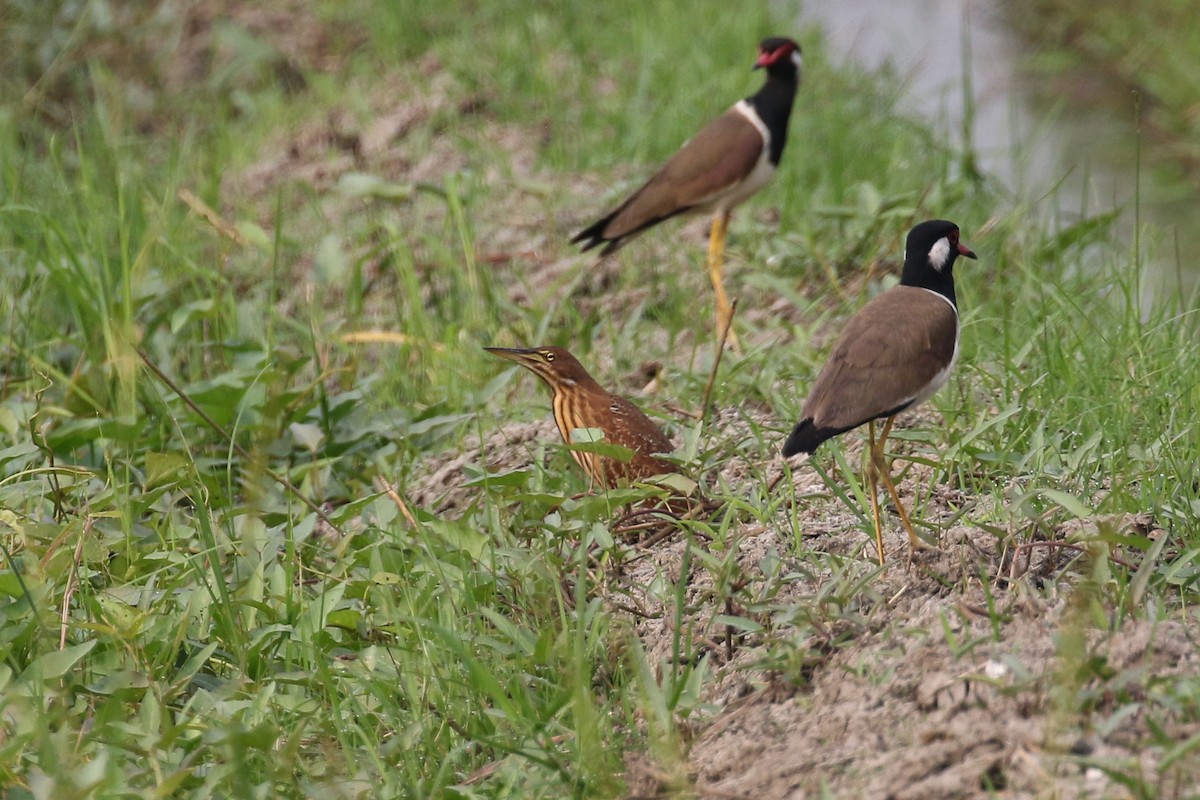 Cinnamon Bittern - ML140789411