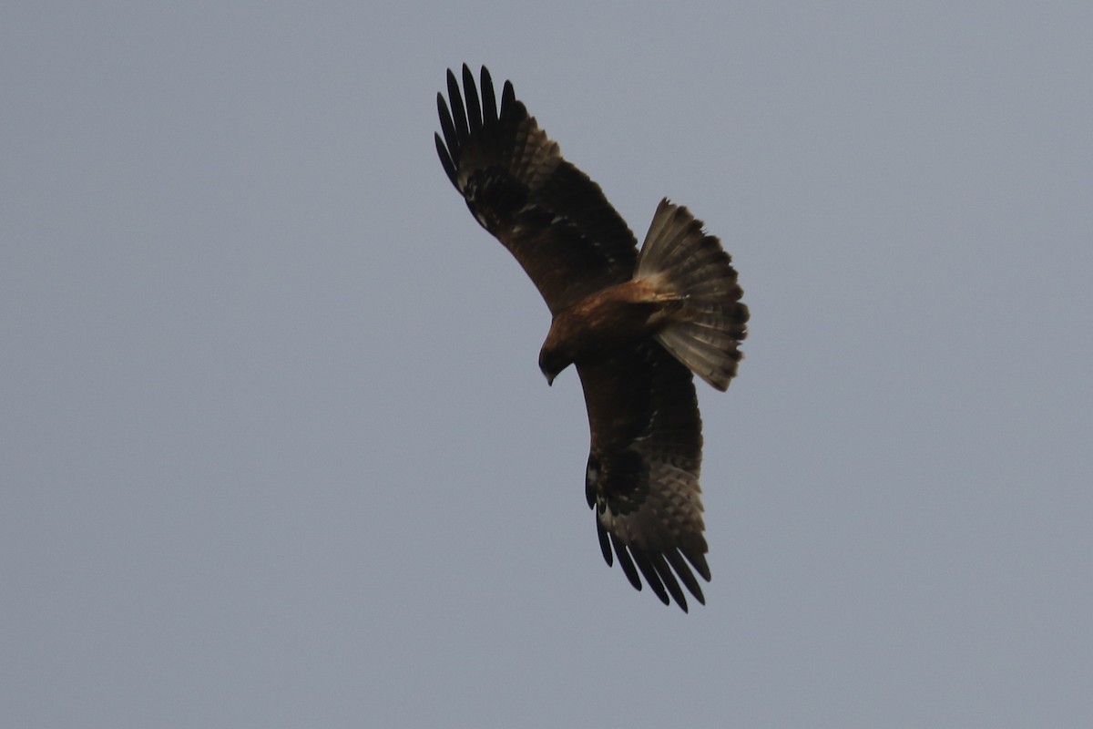 Booted Eagle - ML140789441