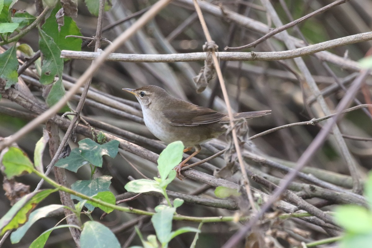 Baikal Bush Warbler - ML140789551