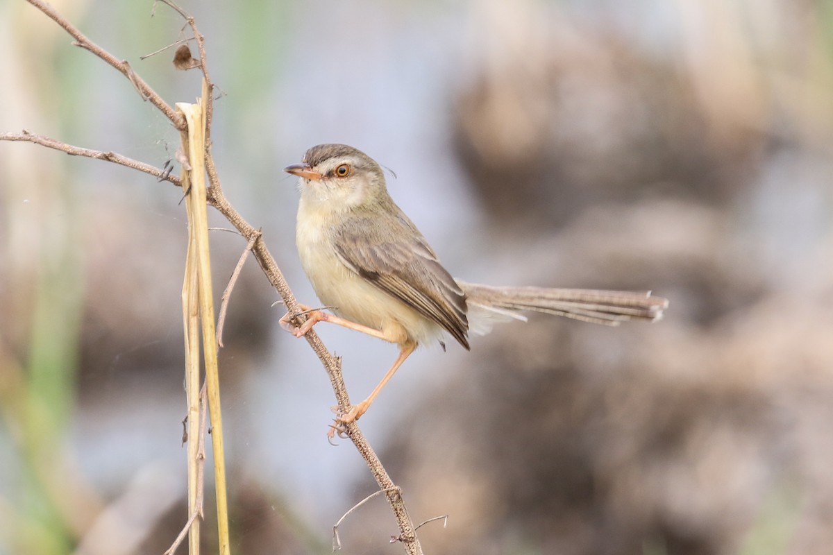 Plain Prinia - ML140789621