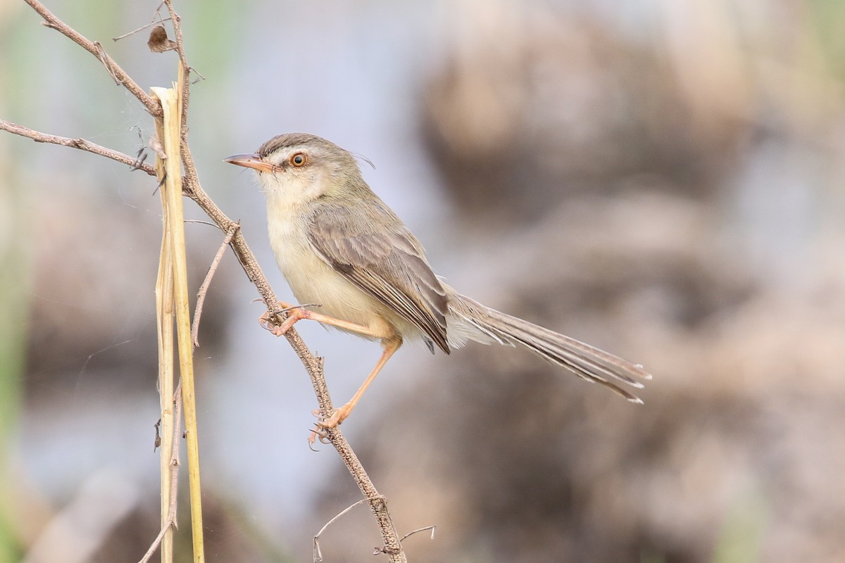 Plain Prinia - ML140789631