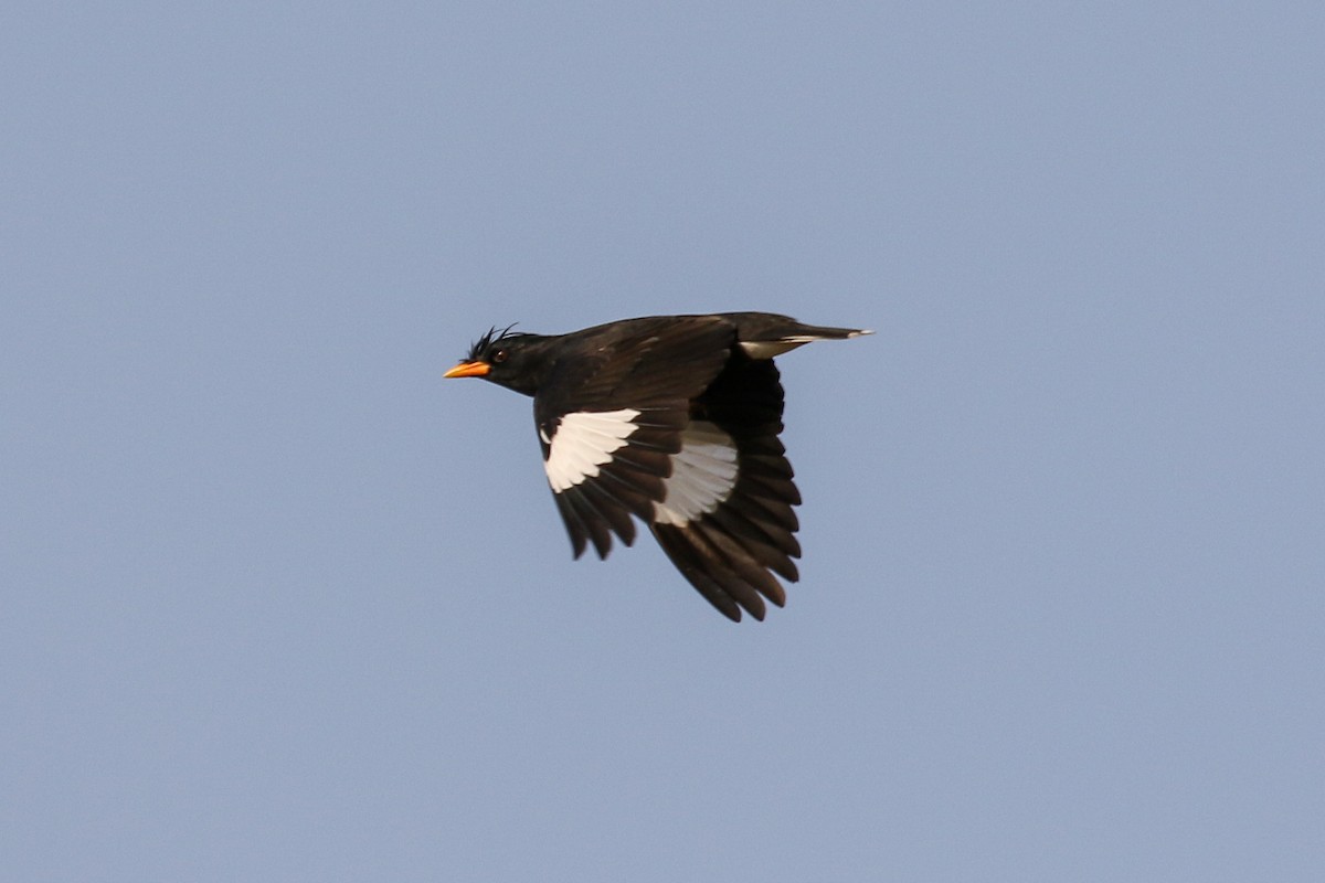 Great Myna - ML140789751