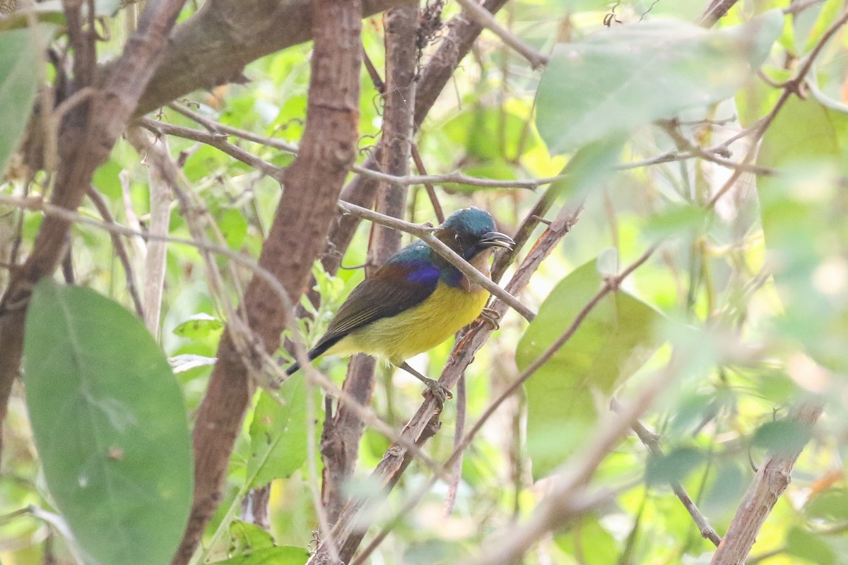 Brown-throated Sunbird - ML140789861