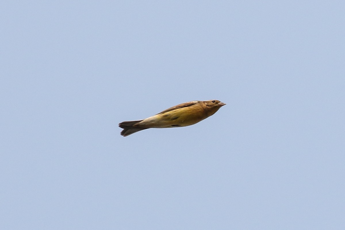 Yellow-breasted Bunting - ML140789971