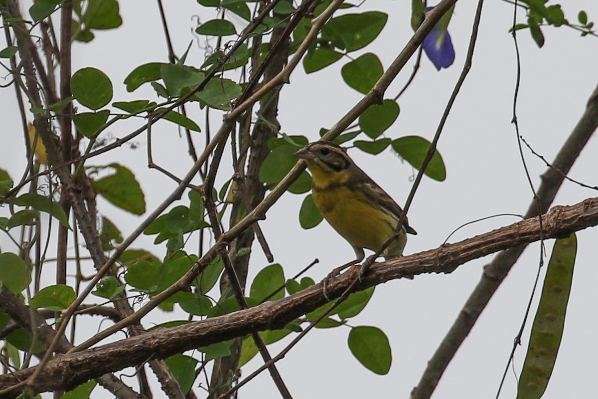 Berdantza papohoria - ML140789991