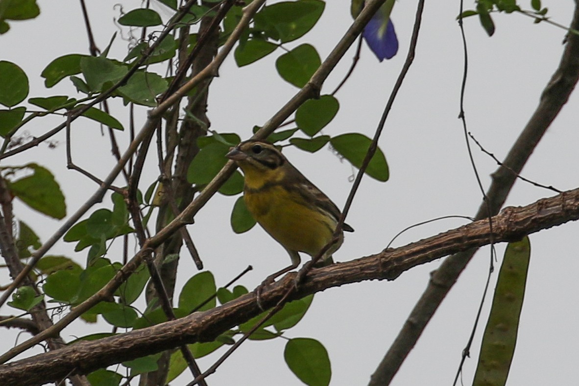 Yellow-breasted Bunting - ML140790011