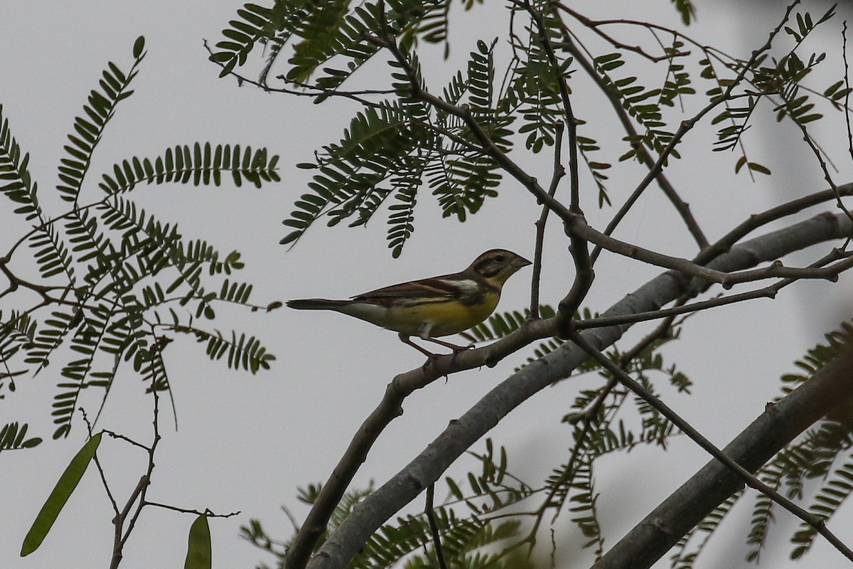 Yellow-breasted Bunting - ML140790021