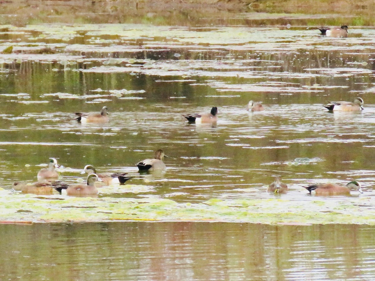 American Wigeon - ML140790041