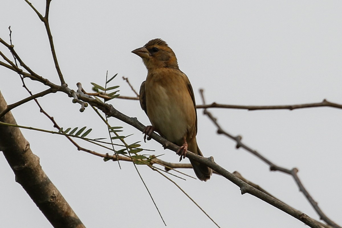 Baya Weaver - ML140790101