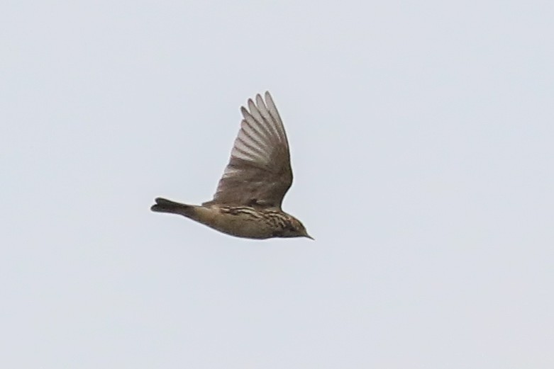 Red-throated Pipit - ML140790221