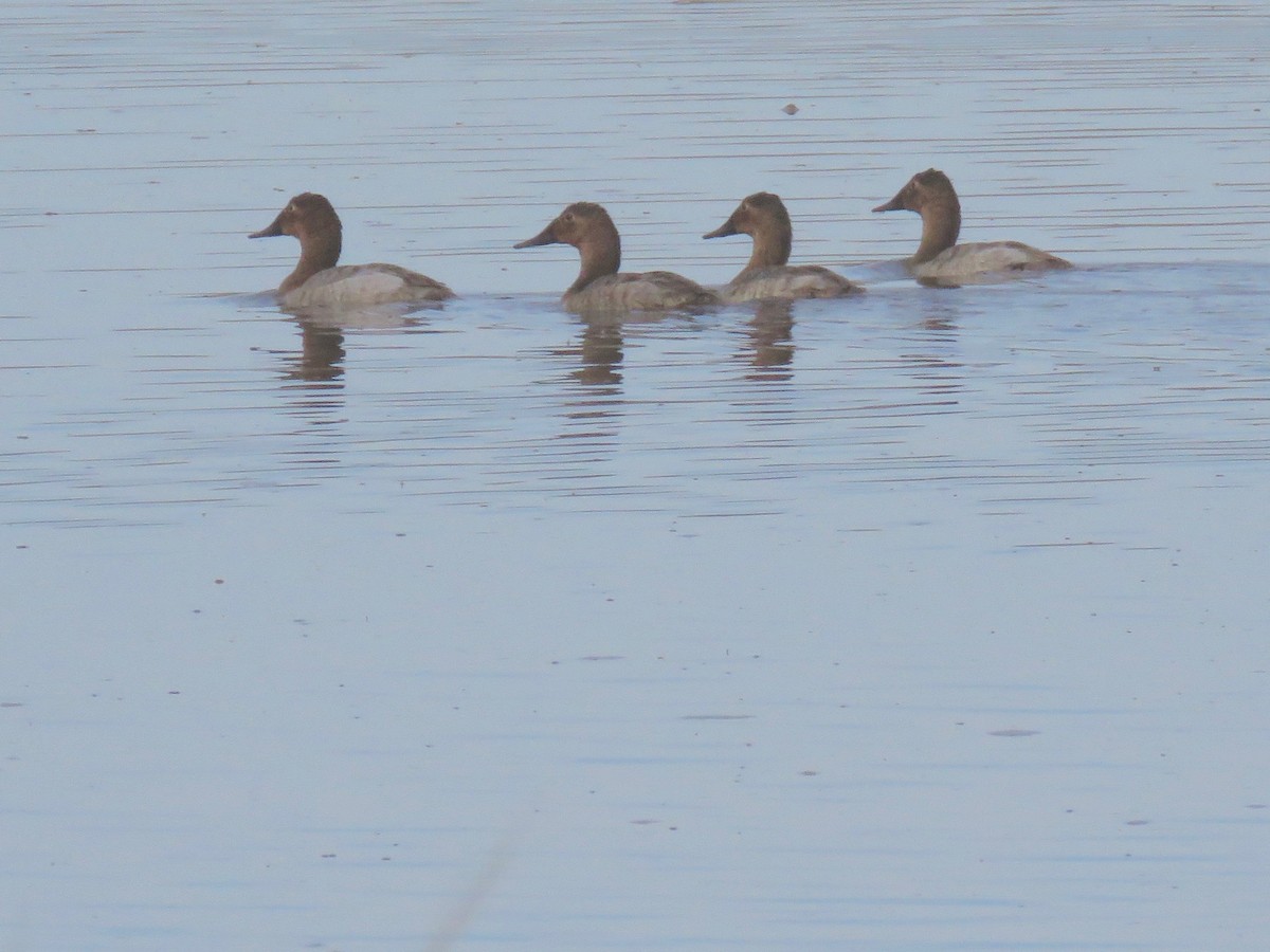 Canvasback - ML140790251