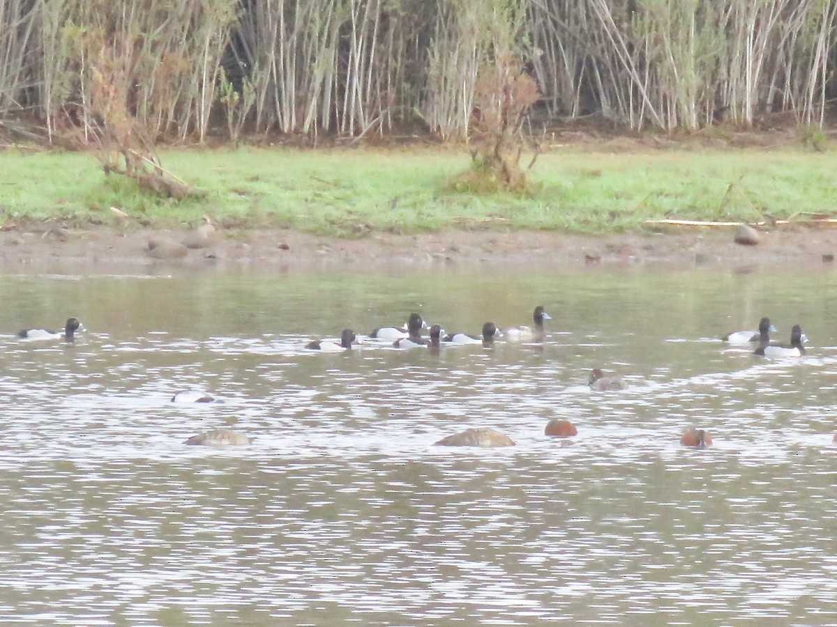 Ring-necked Duck - ML140790371