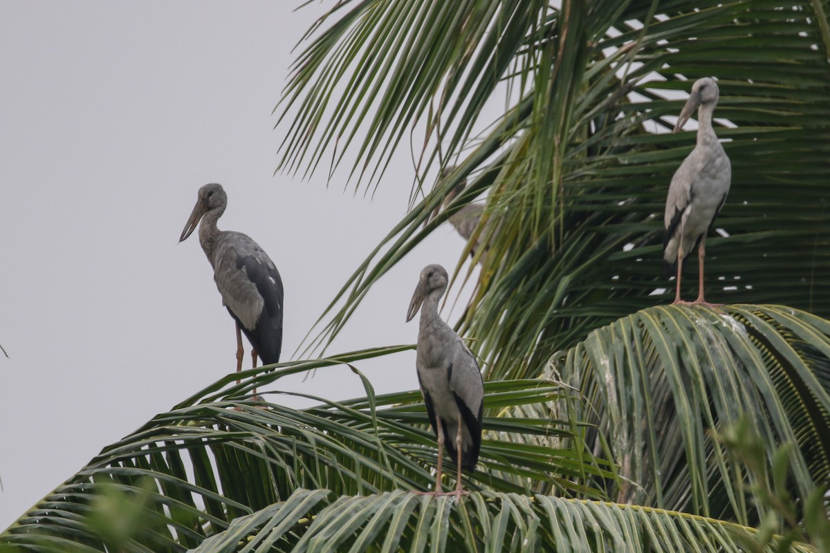 Asian Openbill - ML140790431