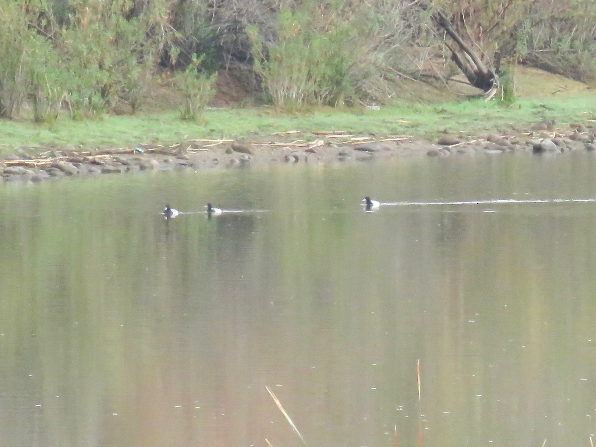 Lesser Scaup - Babs Buck