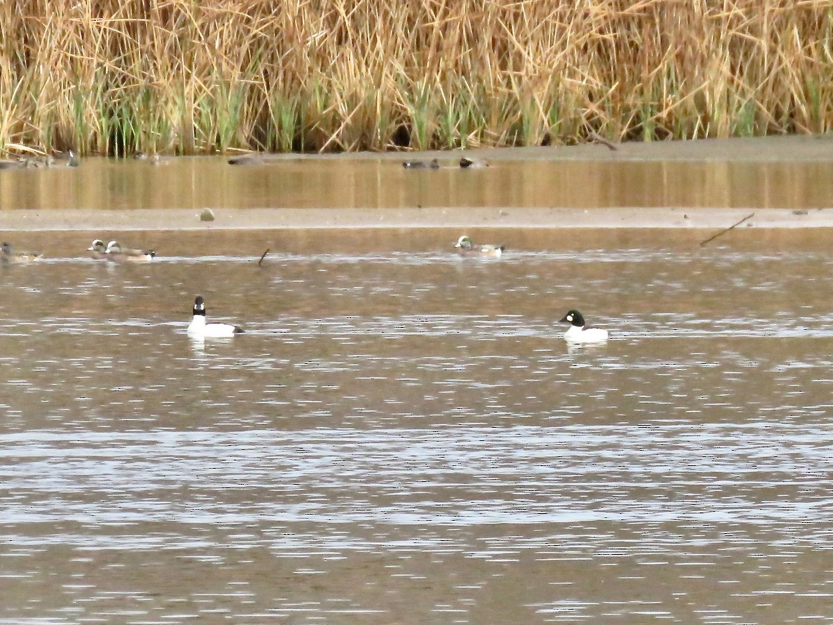 Common Goldeneye - ML140790631