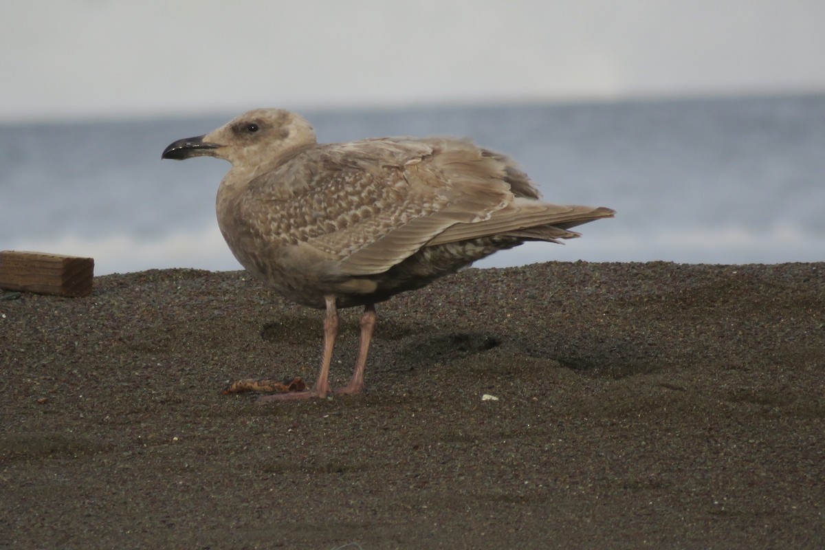 Glaucous-winged Gull - ML140791011