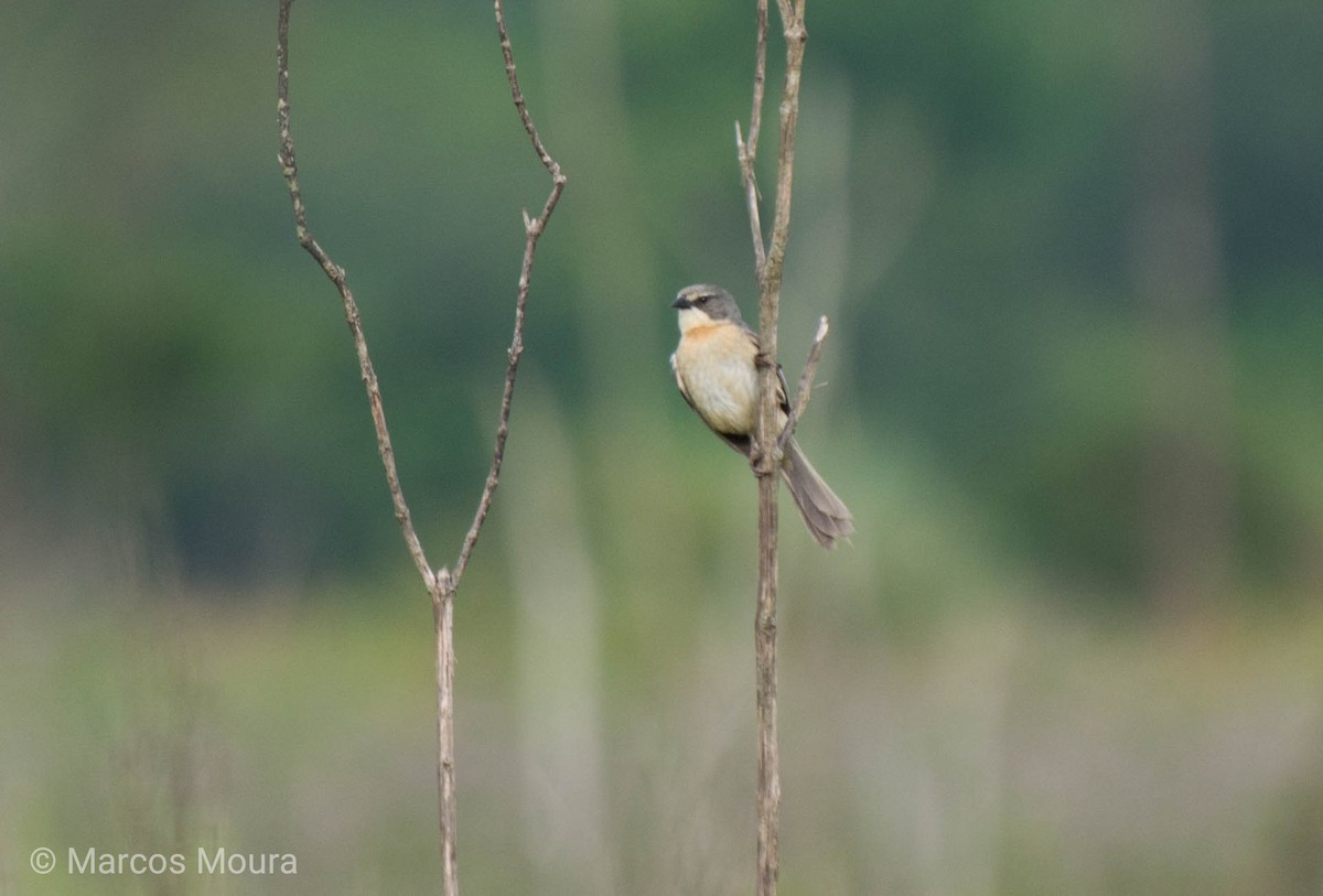 Long-tailed Reed Finch - ML140791481