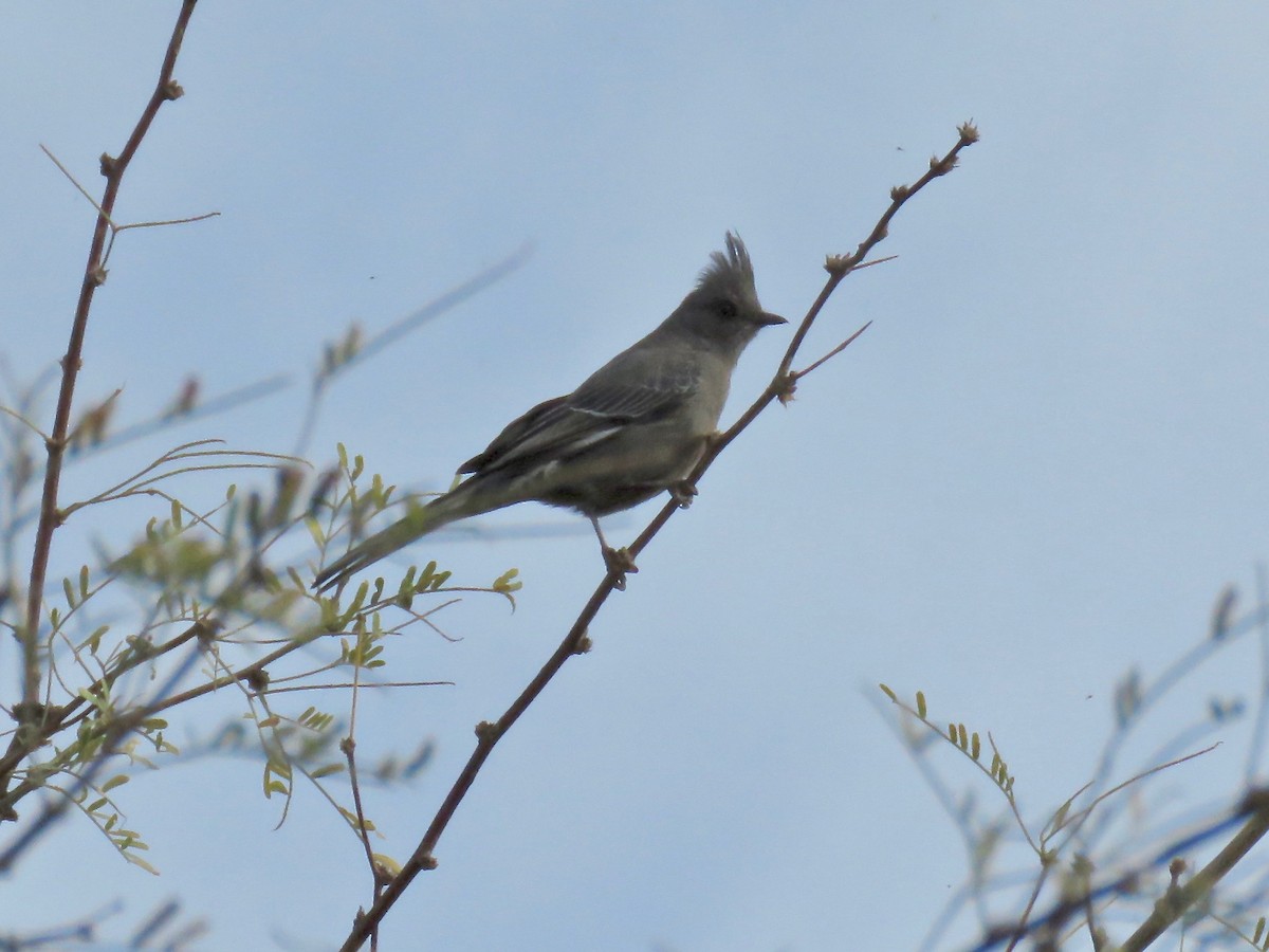 Phainopepla - Babs Buck