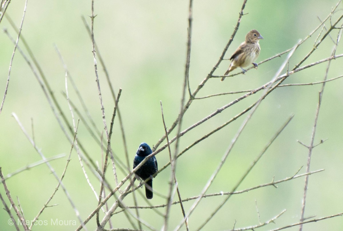 Blue-black Grassquit - ML140794681