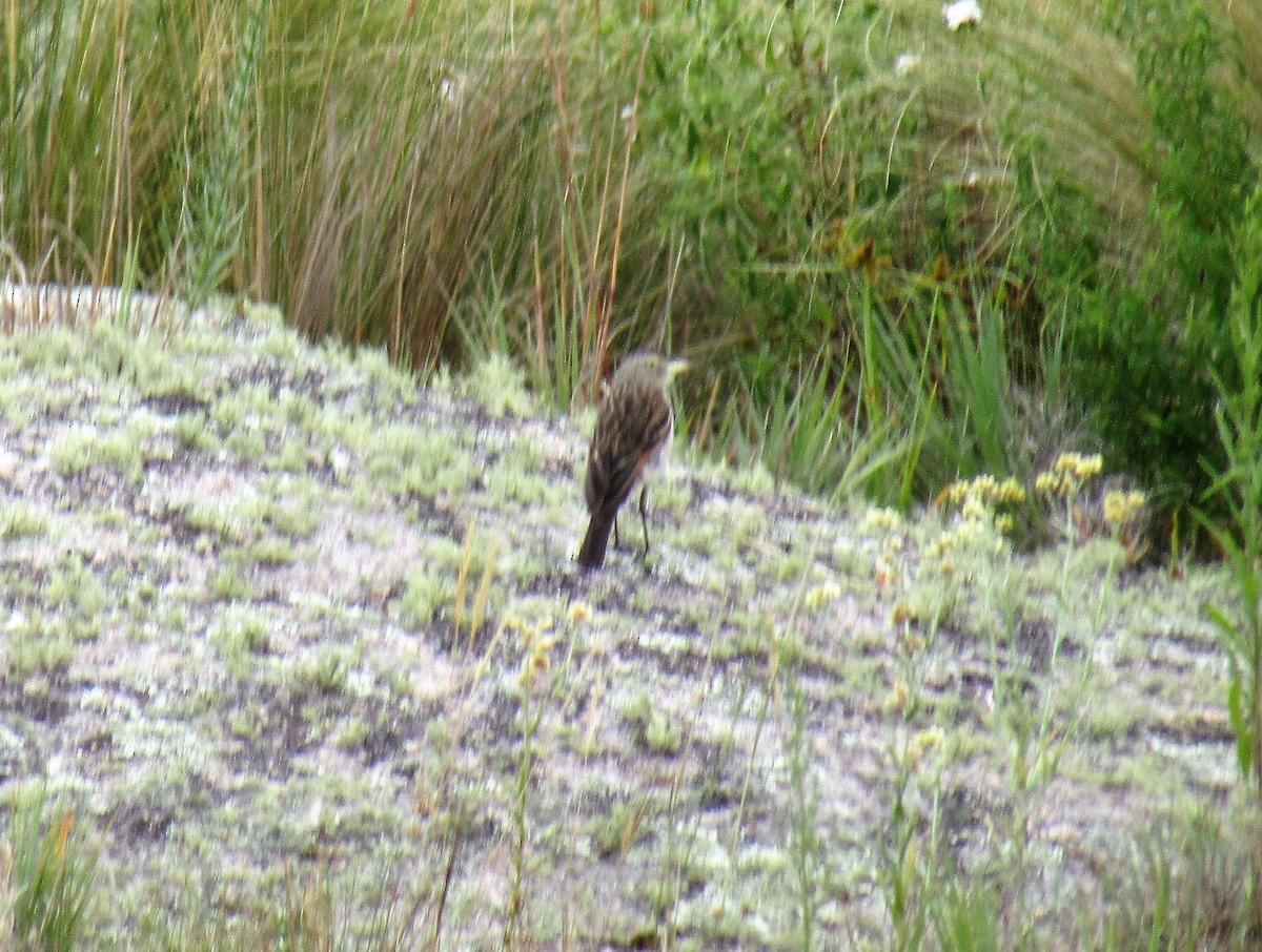 Spectacled Tyrant - ML140794931