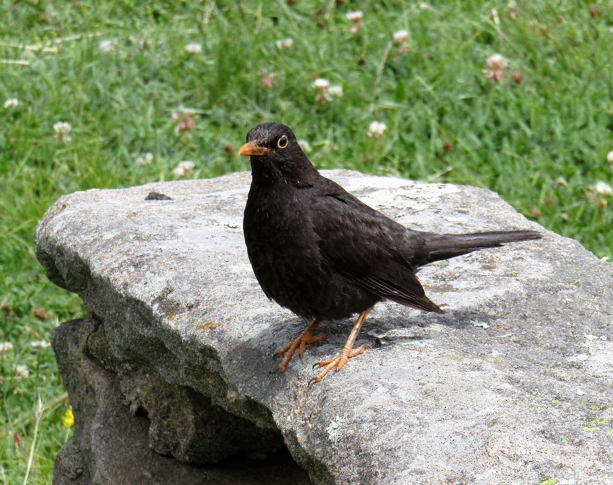 Chiguanco Thrush - ML140795221