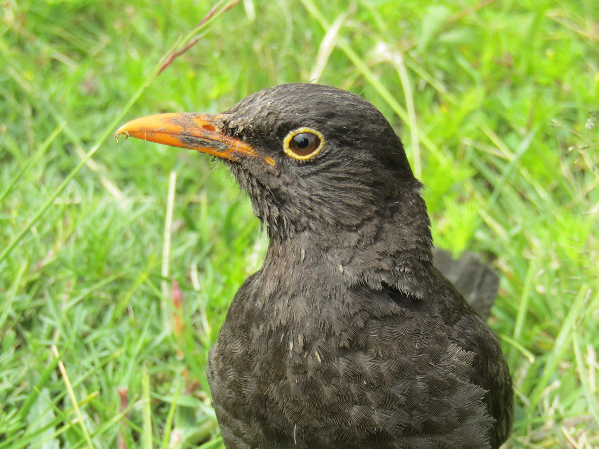 Chiguanco Thrush - ML140795411