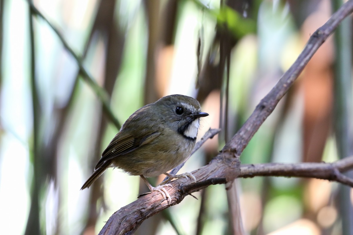 White-gorgeted Flycatcher - Blair Dudeck