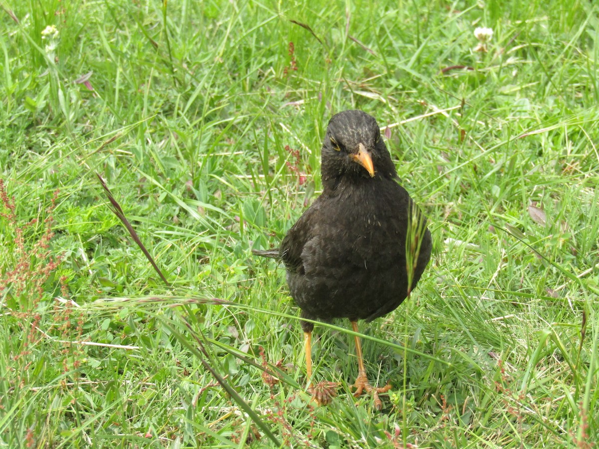 Chiguanco Thrush - ML140795741