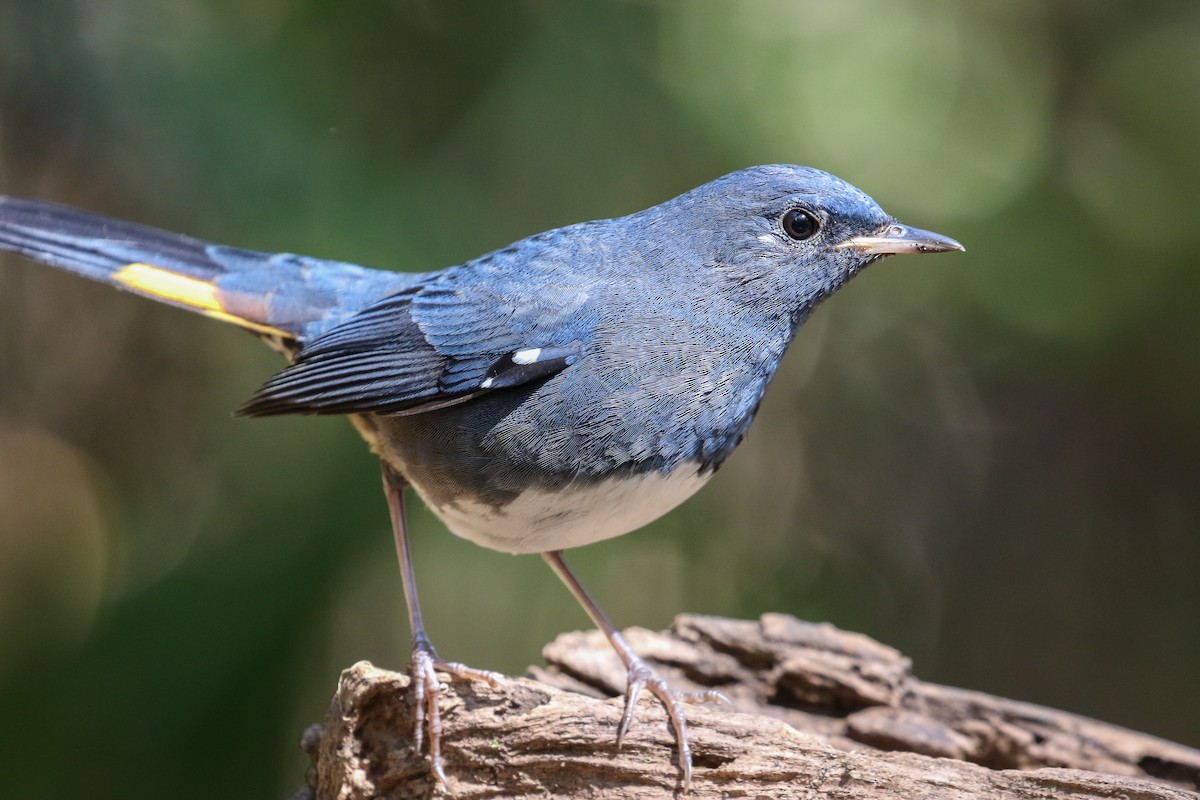 White-bellied Redstart - ML140795861