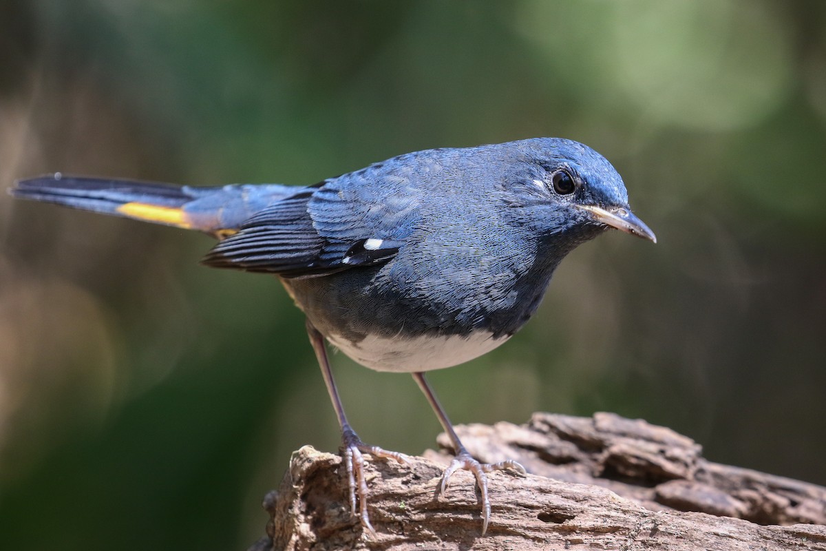 White-bellied Redstart - ML140795891