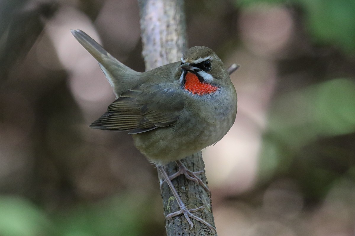 Siberian Rubythroat - ML140795991