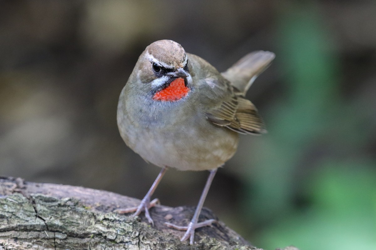 Siberian Rubythroat - ML140796001