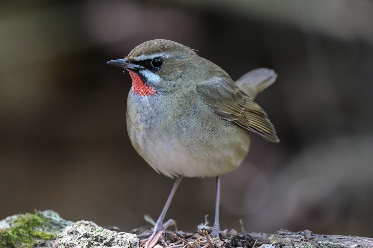 Siberian Rubythroat - ML140796011