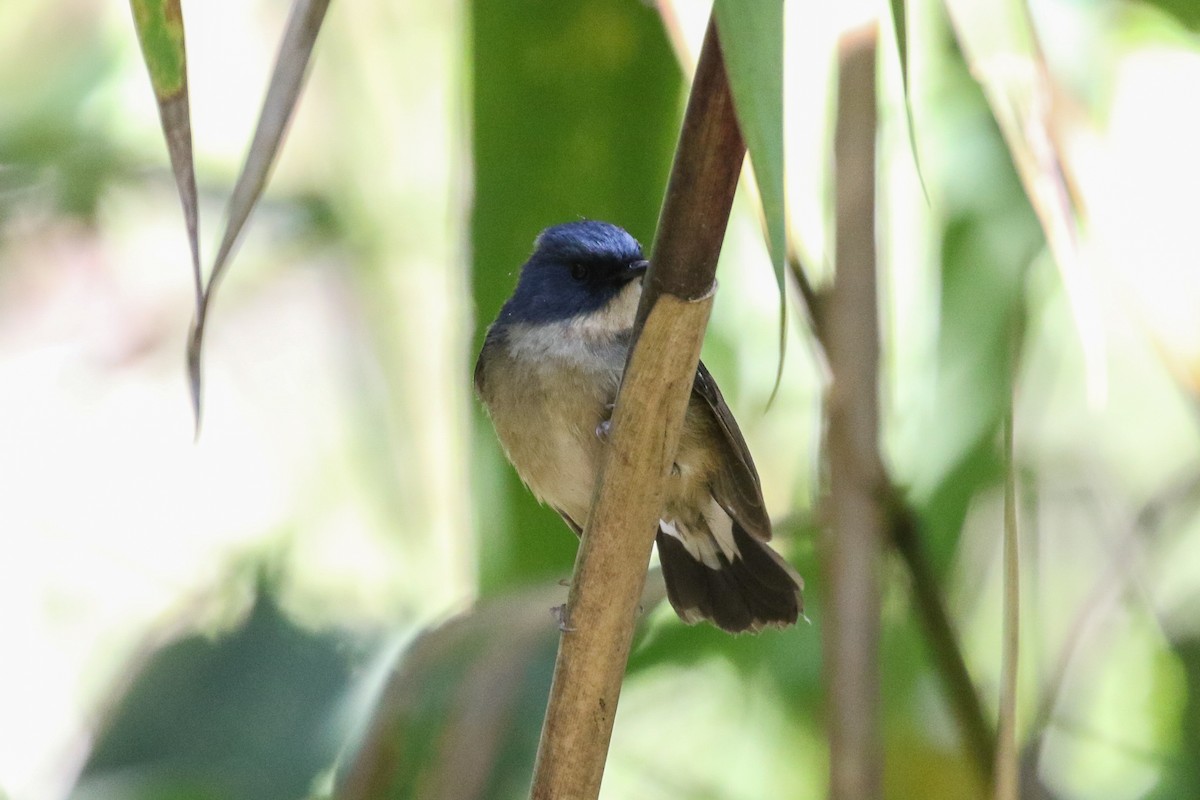 Slaty-blue Flycatcher - ML140796041