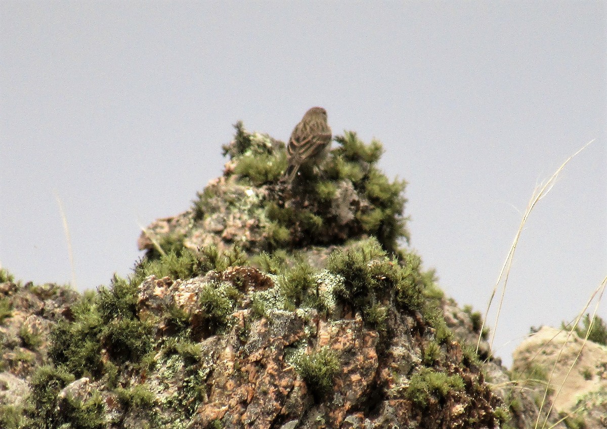 Ash-breasted Sierra Finch - ML140796191