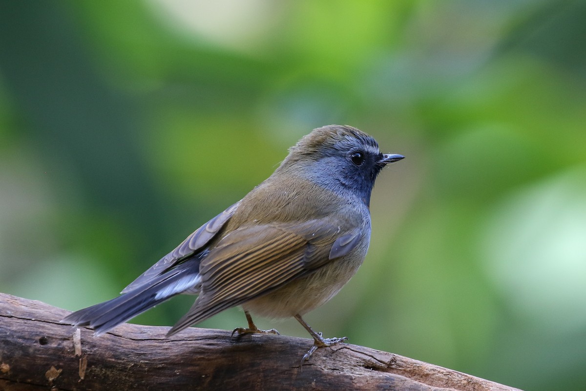 Rufous-gorgeted Flycatcher - ML140796231