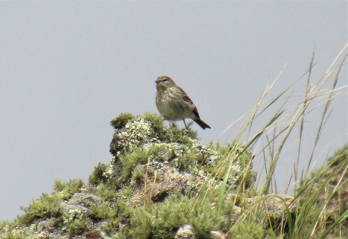 Ash-breasted Sierra Finch - ML140796301