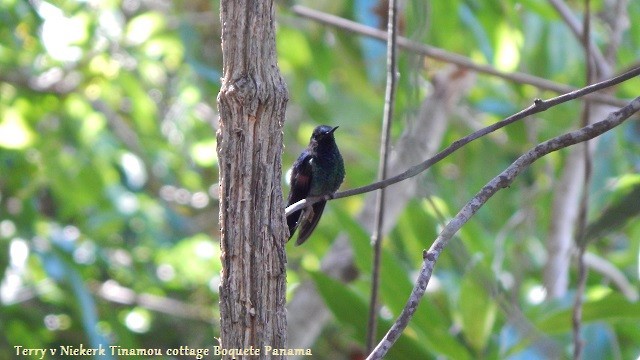 Black-bellied Hummingbird - Terry van Niekerk